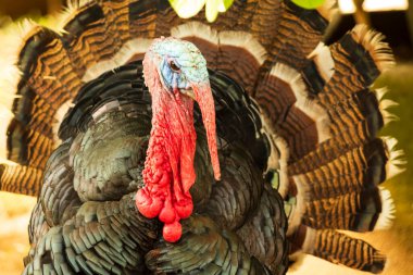 A close-up photo of a turkey hen in the zoo. clipart