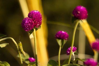 Gondowari plants (Gomphrena Flowers) are beautiful purple flowering plants. clipart