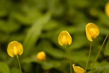  Sarı Aracis Pintoi süs bitkisinin yakın plan fotoğrafı..