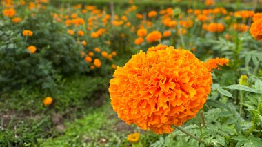 Vibrant Marigold İnka Orange 'ı kapatın Tam Açan Parlaklık Patlaması