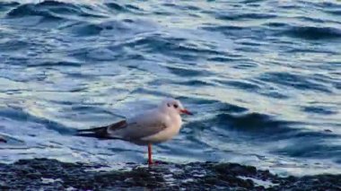 Seagull on the sea stands on the pier, wave surf