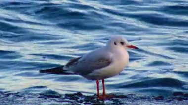 Seagull on the sea stands on the pier, wave surf