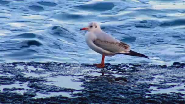 Seagull Sea Stands Pier Wave Surf — Stockvideo