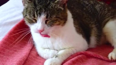 A tricolor cat, domestic, washes on the couch Ireland
