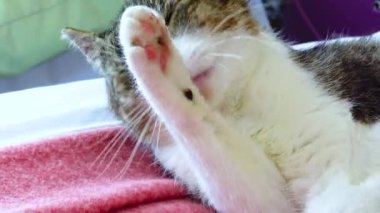 A tricolor cat, domestic, washes on the couch Ireland