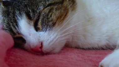 A tricolor cat, domestic, washes on the couch Ireland