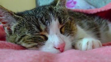 A tricolor cat, domestic, washes on the couch Ireland