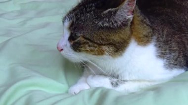 A tricolor cat, domestic, washes on the couch Ireland