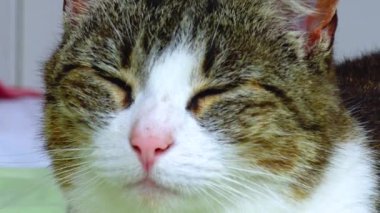 A tricolor cat, domestic, washes on the couch Ireland
