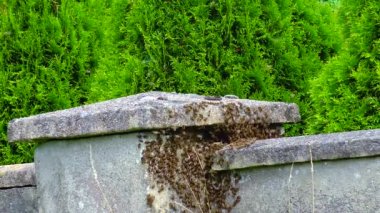 bees swarm on a stone fence near the house