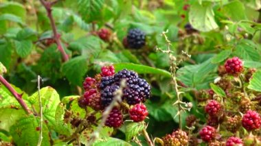 A blackberry bush grows in a field in Ireland