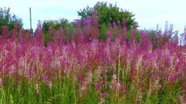 Wild wildflowers of purple color sway in the wind