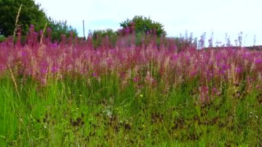 Wild wildflowers of purple color sway in the wind