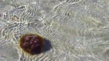 Ocean after low tide sand near the shore