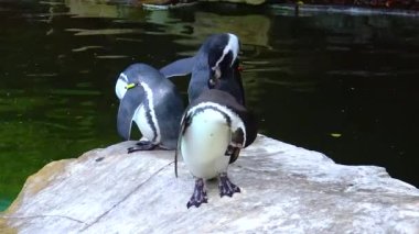 Penguins swim in the pool at the zoo