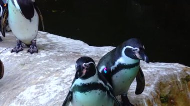Penguins swim in the pool at the zoo