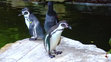 Penguins swim in the pool at the zoo