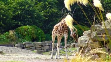Giraffes walk around the zoo in Ireland