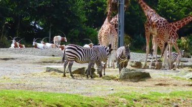 Zebras walk in nature at the zoo Ireland
