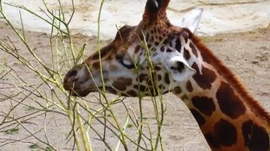 Giraffes walk around the zoo in Ireland