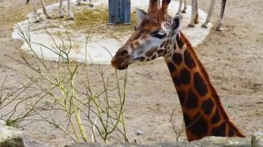Giraffes walk around the zoo in Ireland