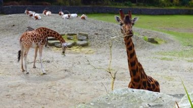 Giraffes walk around the zoo in Ireland