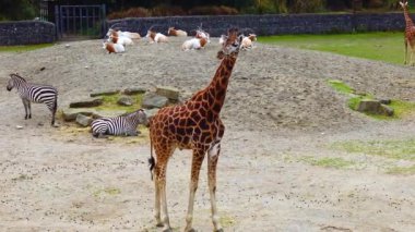 Giraffes walk around the zoo in Ireland