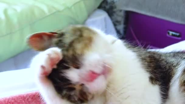 Tricolor Cat Domestic Washes Couch Ireland — Video Stock