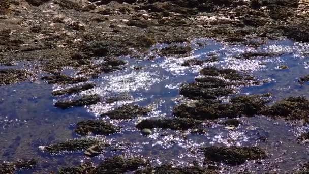 Stone Shore Low Tide View Shore Covered Algae Ireland — Vídeo de stock