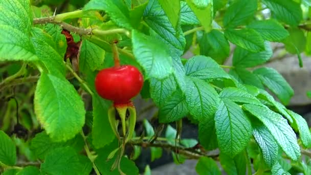 Red Rosehip Berry Berry Green Bush — Video Stock