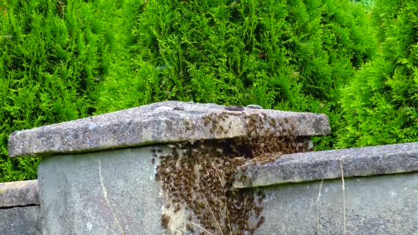 Bees Swarm Stone Fence House — Vídeos de Stock