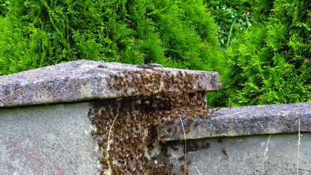 Bees Swarm Stone Fence House — Stockvideo