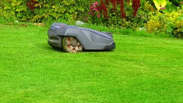 Robotic Lawn Mower Cuts Grass Garden — Wideo stockowe