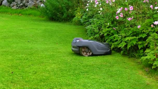 Robotic Lawn Mower Cuts Grass Garden — Wideo stockowe