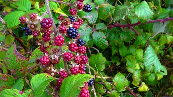 Blackberry Bush Grows Field Ireland — Wideo stockowe