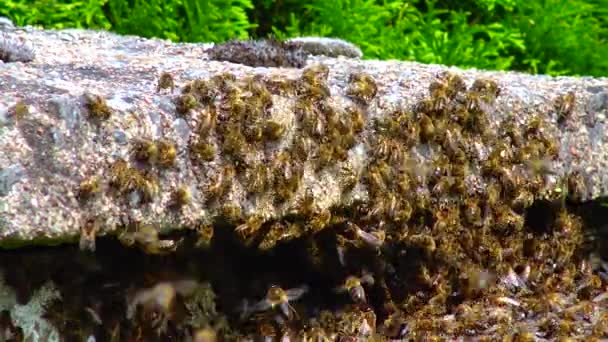 Bees Swarm Stone Fence House — Vídeo de Stock
