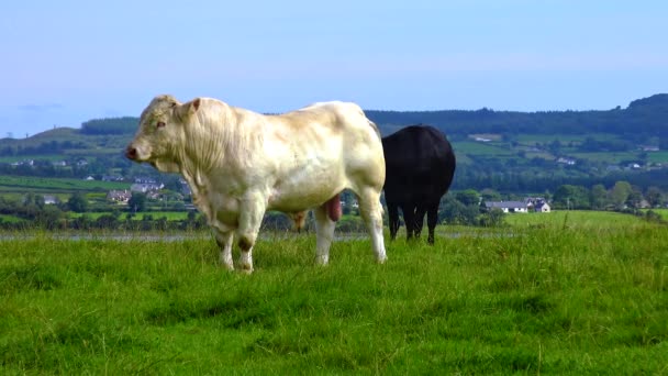 Cows Field Ireland Graze Backdrop Mountains — Wideo stockowe
