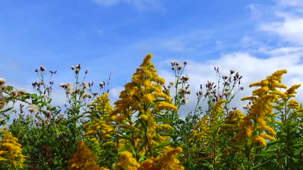 Wild Yellow Flowers Sway Wind — Vídeo de stock