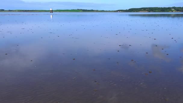 Ocean View Tide Seaweed Ireland — Stock video