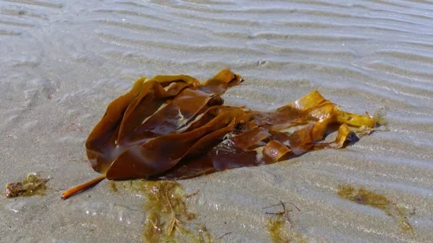 Ocean View Tide Seaweed Ireland — Vídeos de Stock