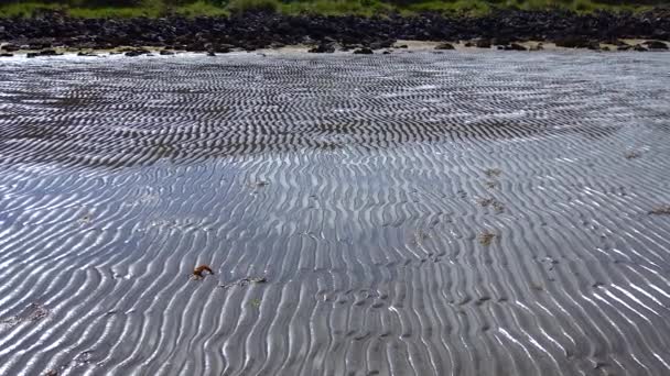 Ocean View Tide Seaweed Ireland — 비디오