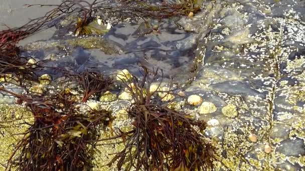 Pier Overgrown Sea Anemones Crustaceans — Vídeo de Stock