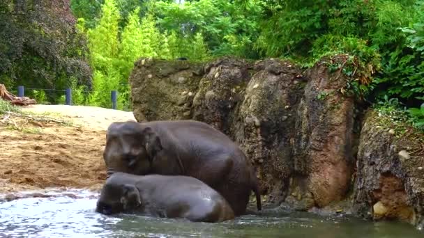 Elephant Bathing Artificial Lake Zoo — Video