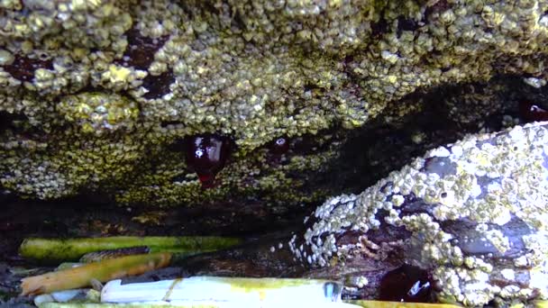 Pier Overgrown Sea Anemones Crustaceans — Video