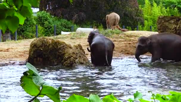 Elephant Bathing Artificial Lake Zoo — Stock videók