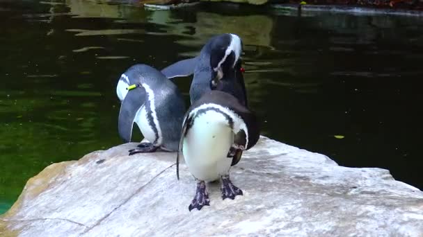 Penguin Berenang Kolam Renang Kebun Binatang — Stok Video