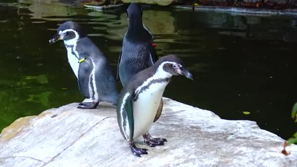 Penguins Swim Pool Zoo — Αρχείο Βίντεο