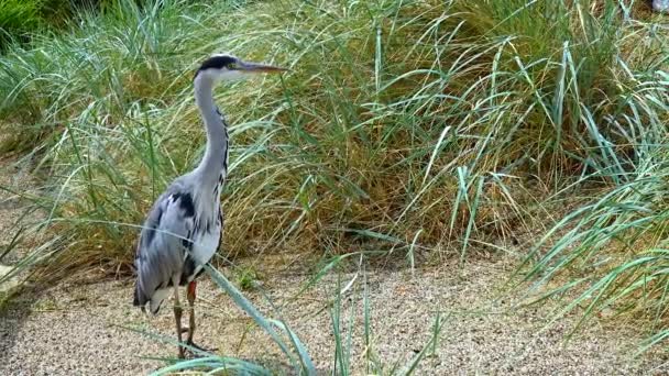 Gray Heron Stands Trees Zoo Ireland — Stock video