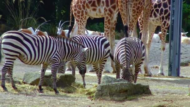 Zebras Walk Nature Zoo Ireland — Stockvideo