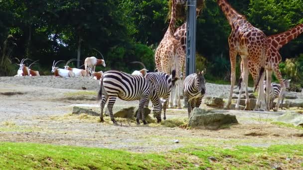 Zebras Walk Nature Zoo Ireland — 图库视频影像